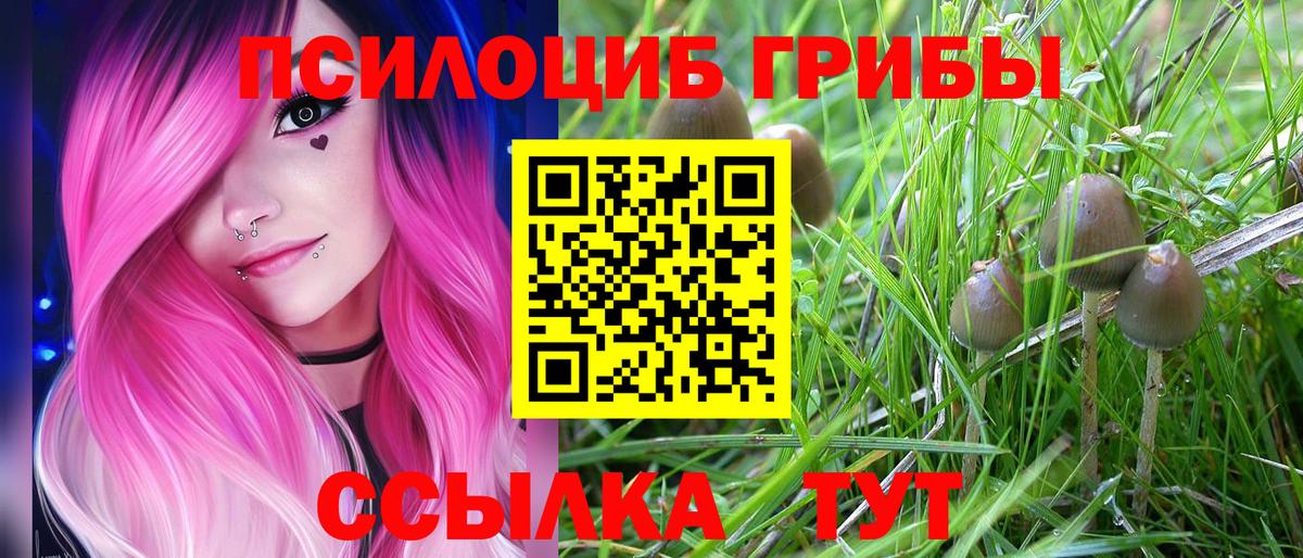 Лениногорск  Псилоцибиновые грибы Psilocybe  Вход с VPN 